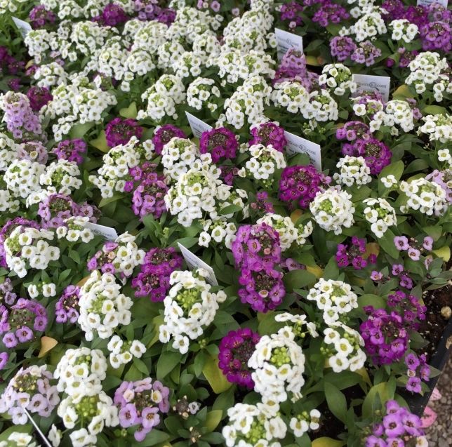 LOCATIONS Village Green Nurseries